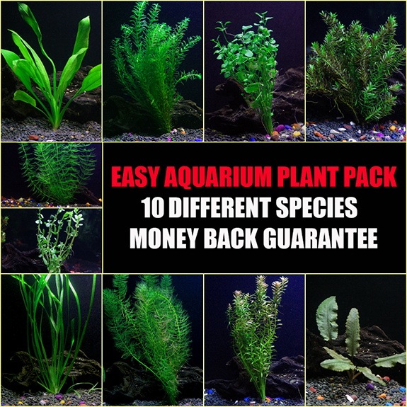 10 Species Plant Package