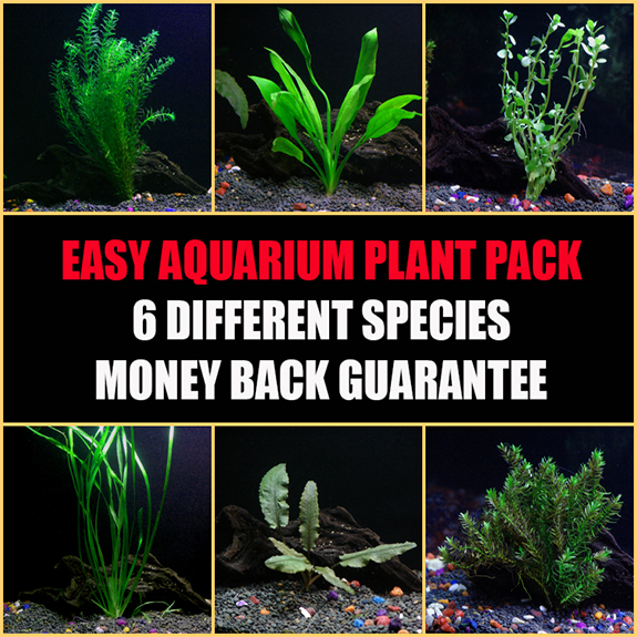 6 Species Plant Package