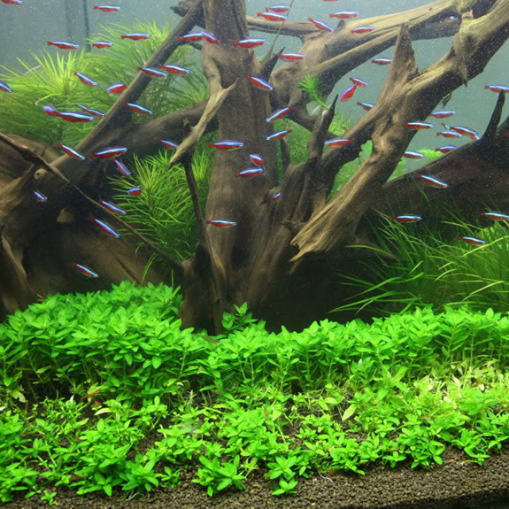 Foreground Aquatic Plants