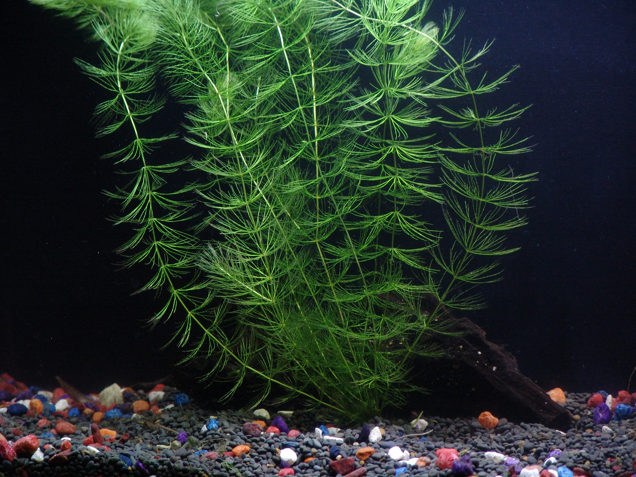 Topic Hornwort Aquatic Plant Care Aquarium Plants