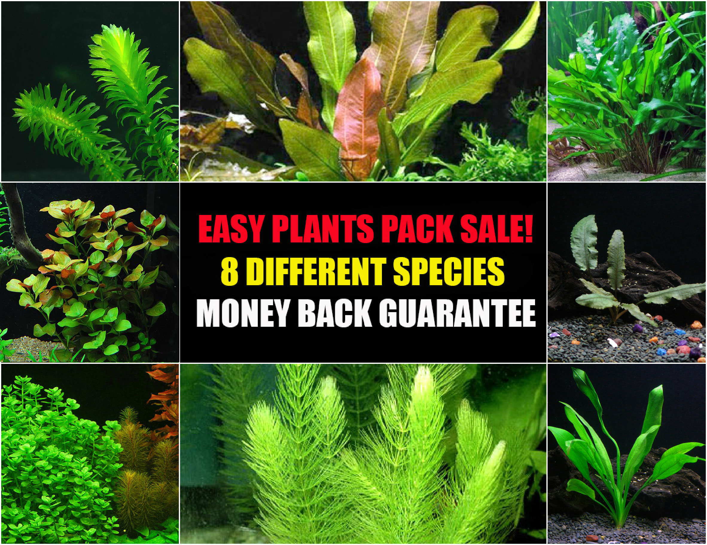 Rotala Wallichii Bunch – 6+ Stems | Aquarium Plants