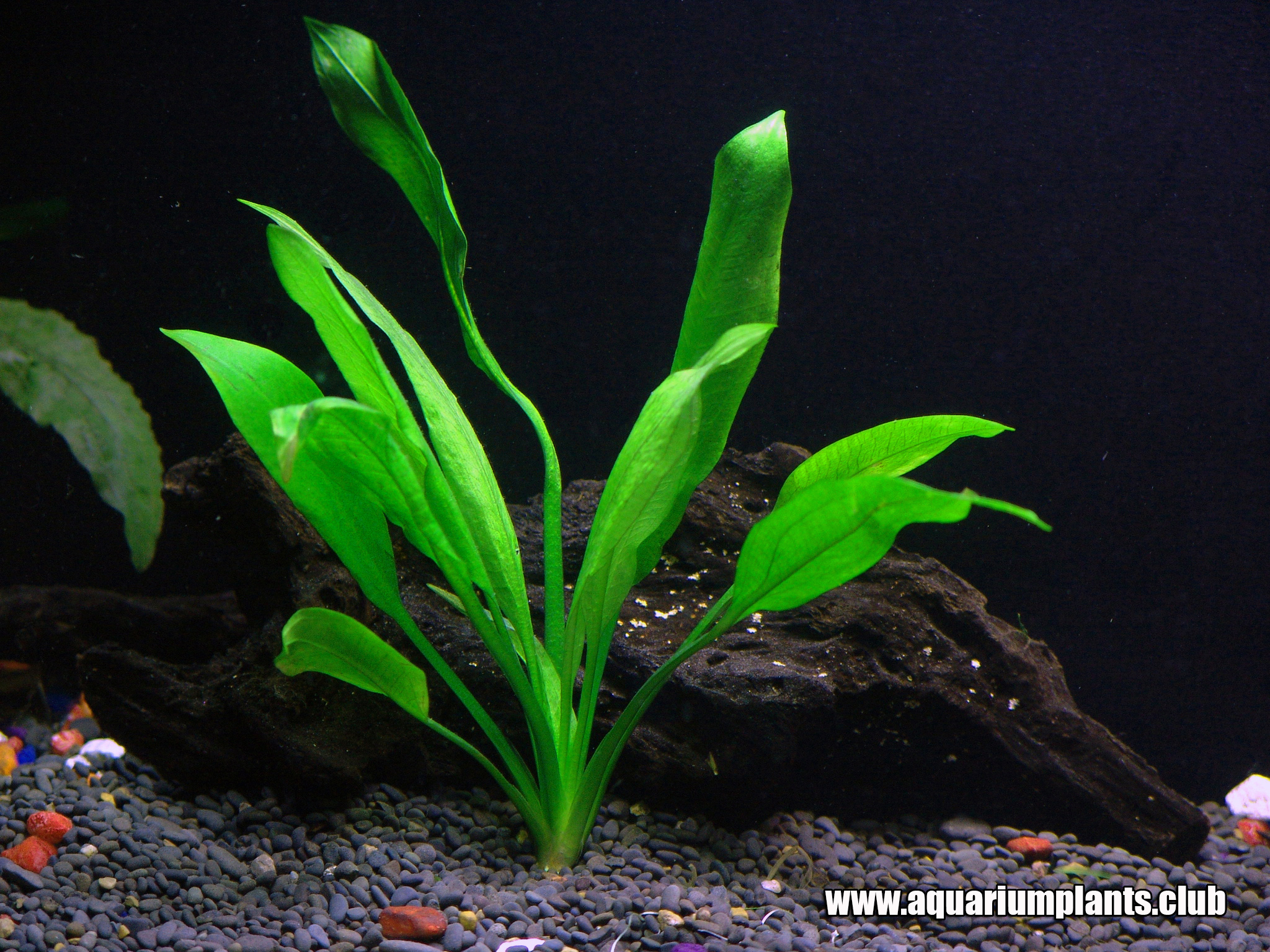 Aquatic Plants Care at Carol Perez blog