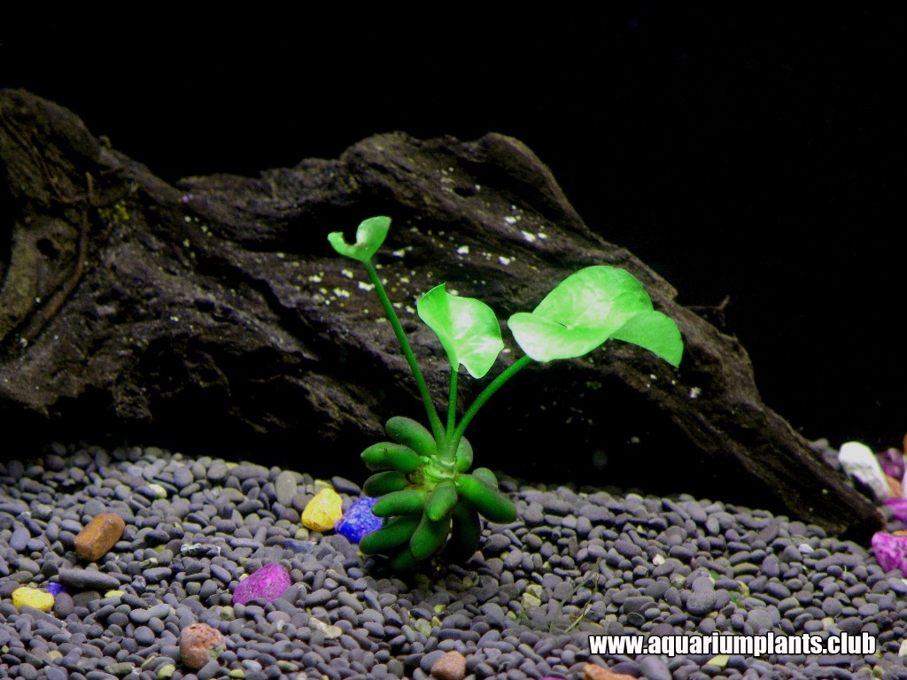 Banana Plant Nymphoides Aquatica Aquarium Plant Aquarium Plants