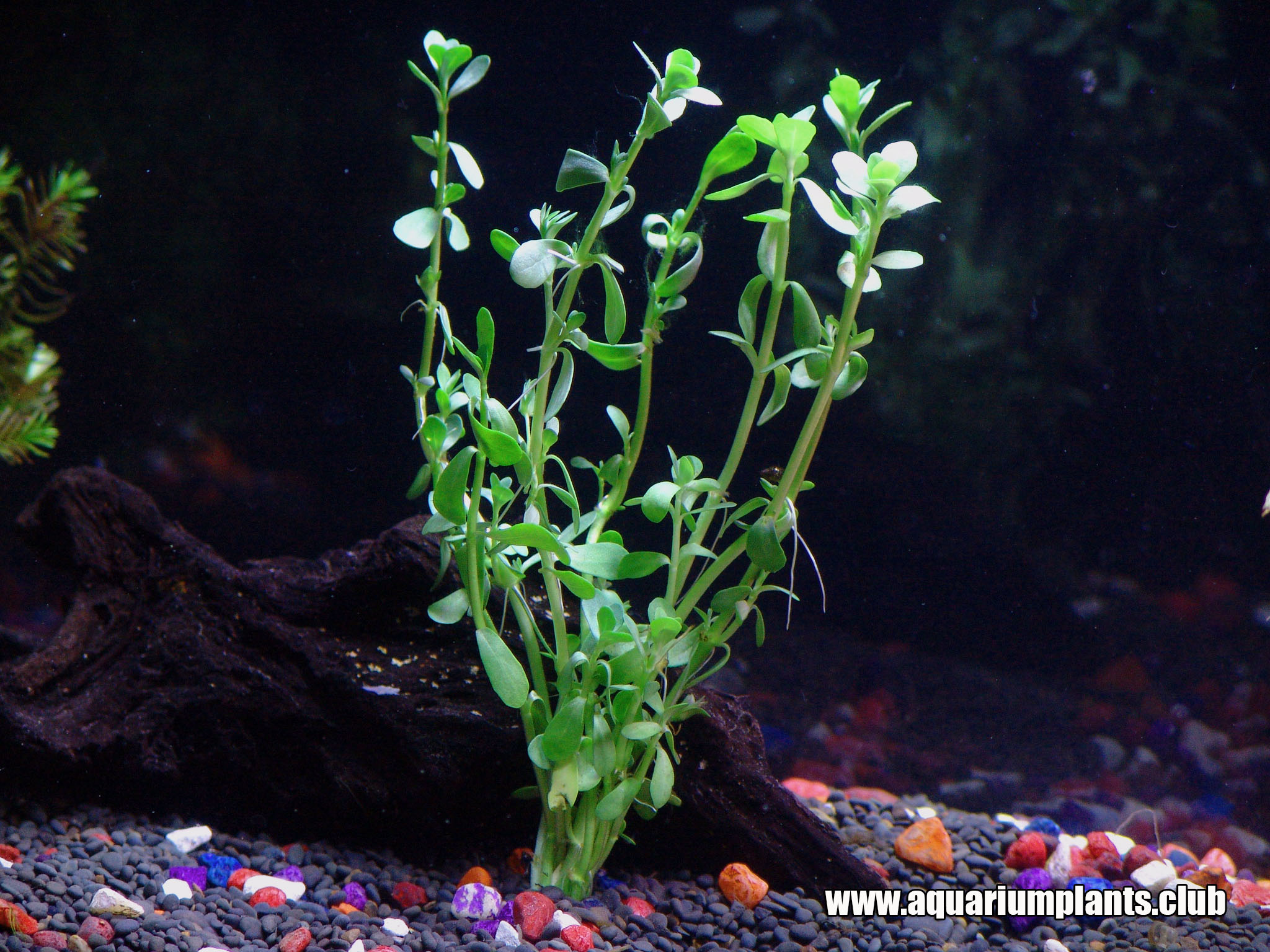 Bacopa Monnieri Moneywort Brahmi Stem Bundle Freshwater Live Aquarium Plants Ada 
