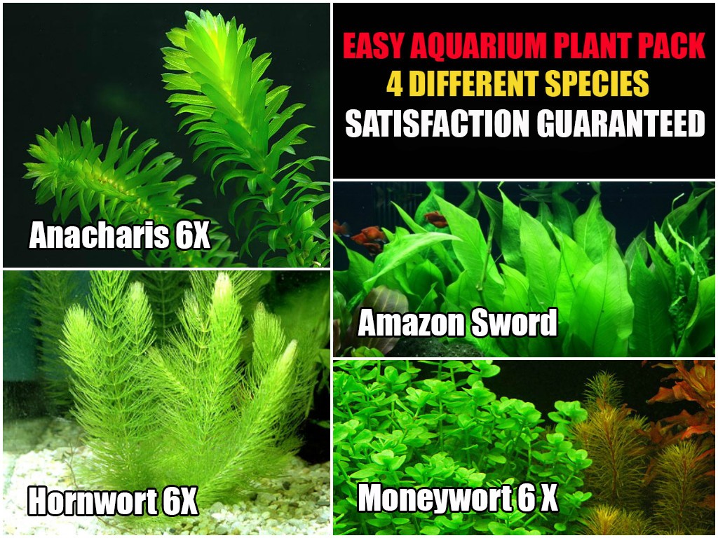10 Species Live Aquarium Plant Bundle Aquascaping for Beginner