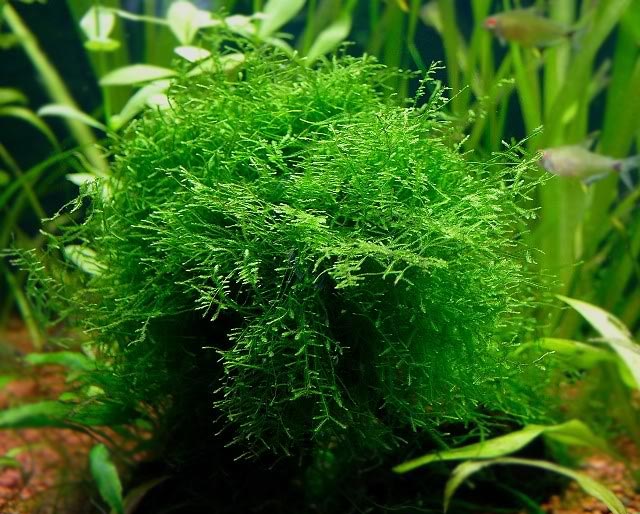 Planterest Java Moss Vesicularia Dubyana Freshwater Live Aquarium Plant BUY2GET1FREE 