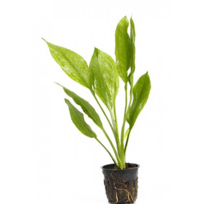 Potted Tall Hairgrass – Easy Aquatic Live Plant | Aquarium Plants