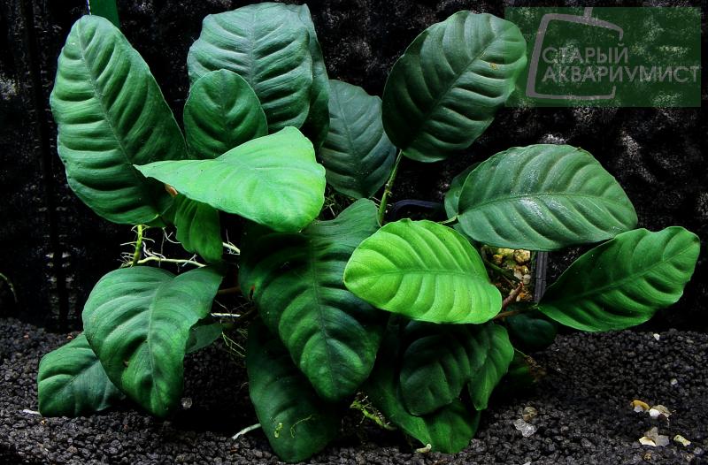 Potted Anubias Bundle – 3 Species – Barteri, Coffeefolia, Nana – Easy ...