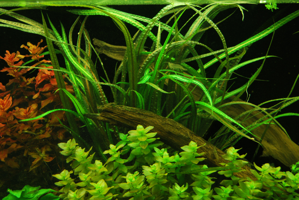 crypto aquarium plants