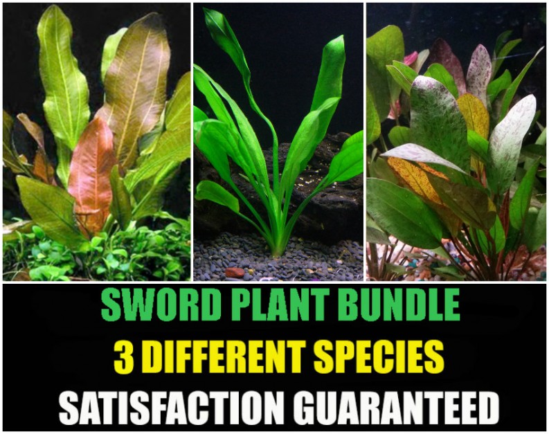 Red Flame Sword Beginner Tropical Live Aquarium Plant Aquarium Plants