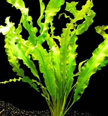 Aponogeton Crispus Bulb – Freshwater Aquatic Plant | Aquarium Plants