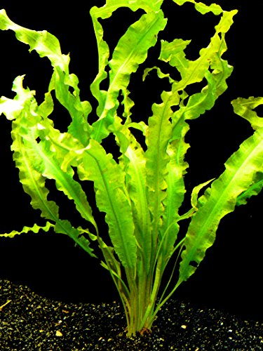 aponogeton crispus bulb freshwater