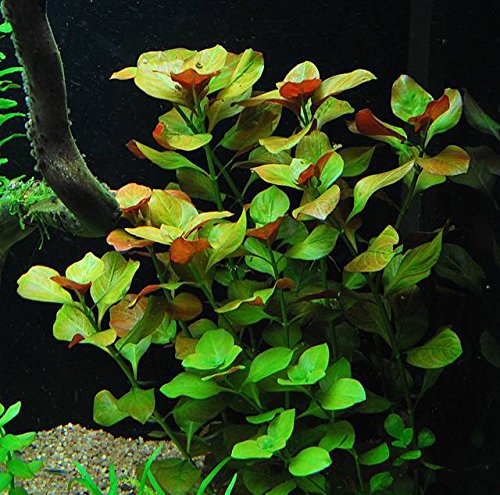 Ludwigia Repens Easy Freshwater Aquarium Plant Aquarium Plants