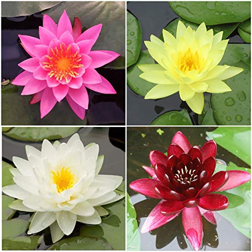 Water Lily Bundle – 4 Pre-Grown Hardy Lilies in White, Red, Yellow ...