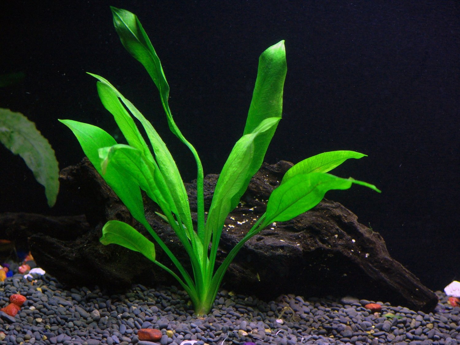 3 Amazon Sword Aquarium Plant Live Echinodorus Bleheri Aquarium Plants