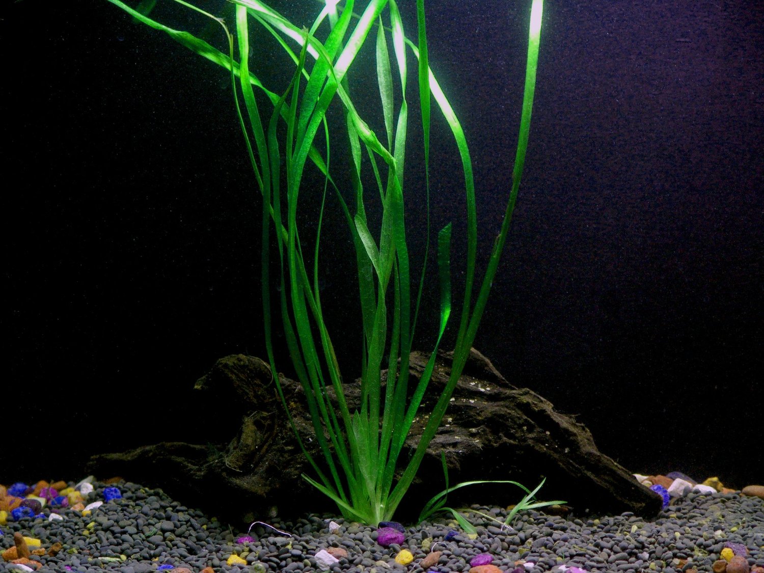 3 Vallisneria Italian Bunches Beginner Tropical Live  