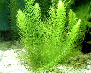 Java Moss - Easy Live Fresh Water Aquarium Plants