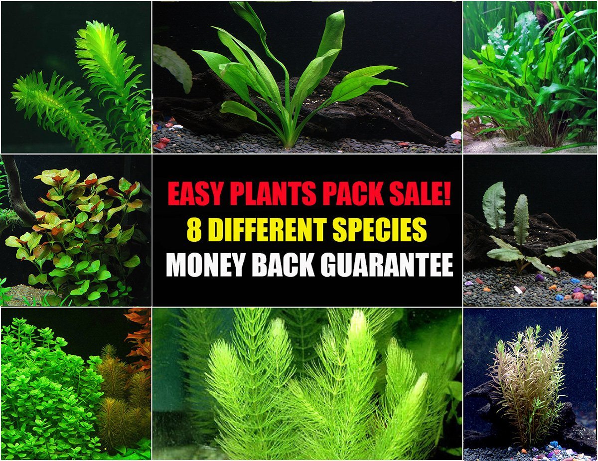 6 Species Easy Live Aquarium Plants Package – Anacharis,  and more!