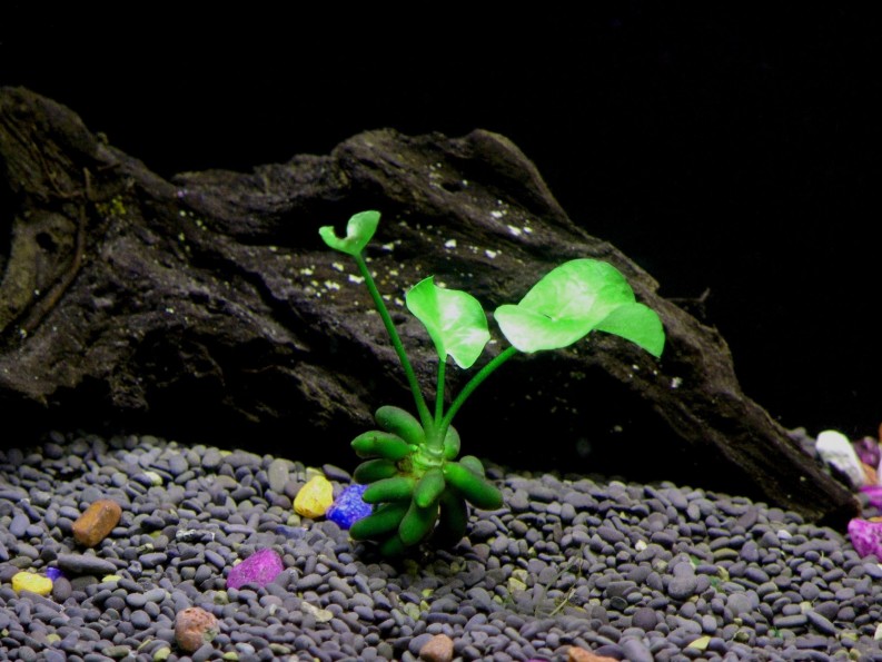 Potted Dwarf Baby Tears Aquarium Live Plant
