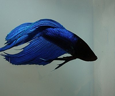 Betta Splendens Siamese Fighting Fish – Blue Male, Live Tropical Aquarium  Fish