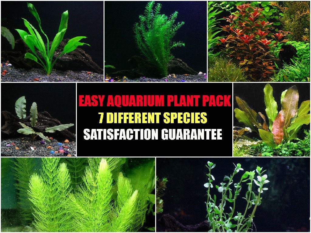 Easy Live Aquarium Plants Package – 7 Kinds – Anacharis