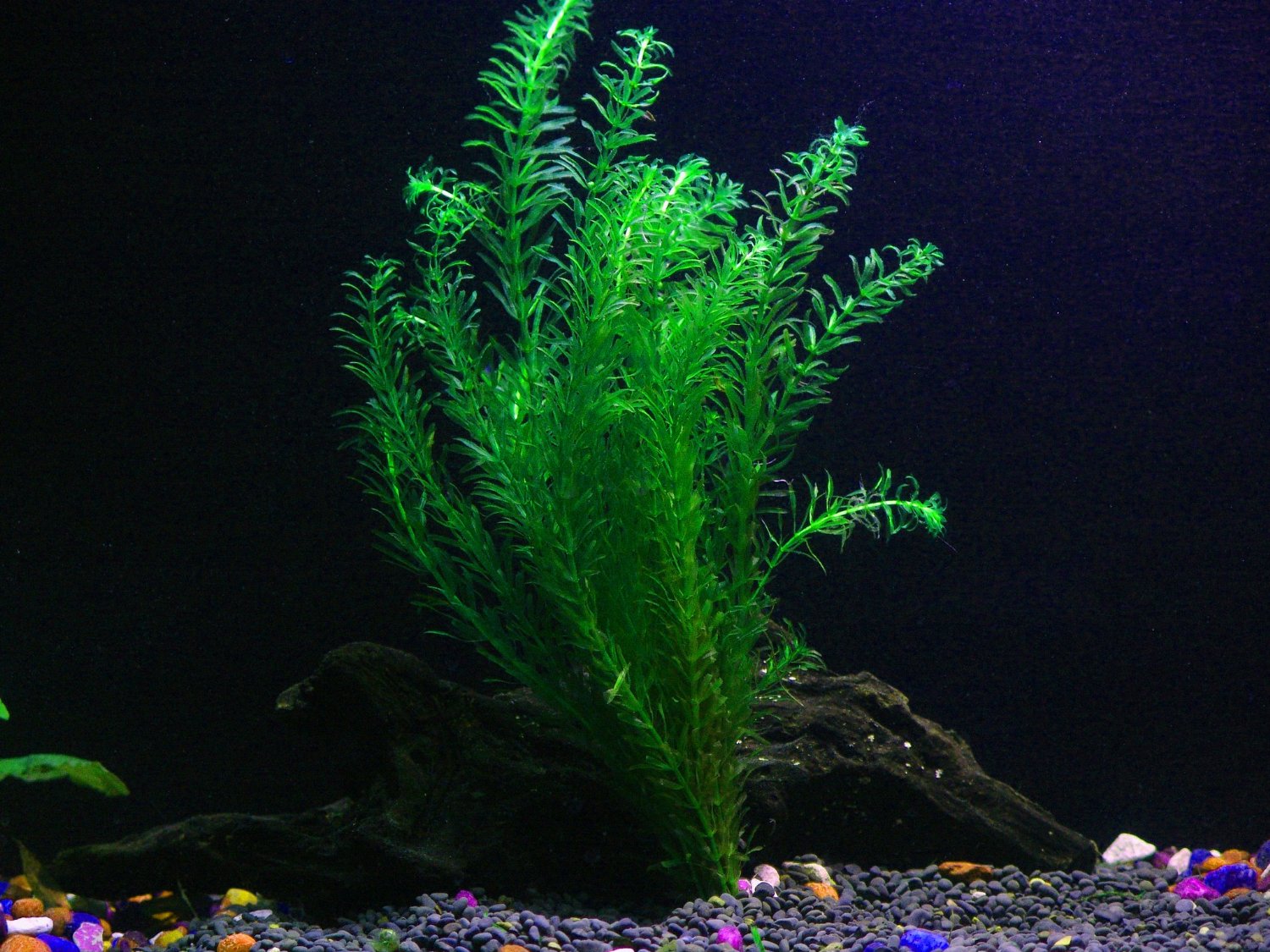 Aquatic Java Fern and Java Moss on Wood - Live Plants, Indoor Plant, Tropical Plant