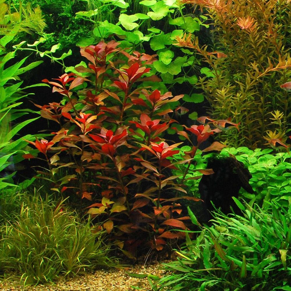 6 Species Easy Live Aquarium Plants Package - Anacharis,  and more!