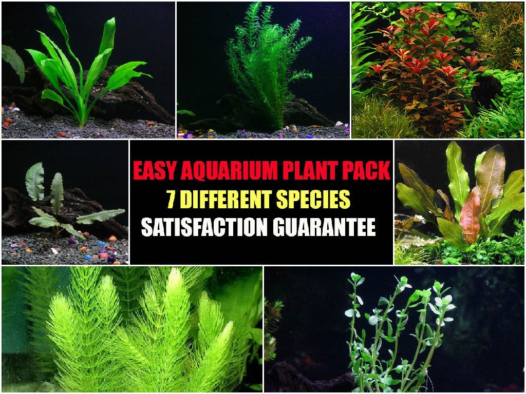 5 FULL LBS of ANACHARIS~Turtle/Koi/Crayfish/etc Food~ Live Aquatic Plants ~ 