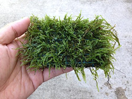 Java Moss Portion in 4 Oz Cup and Java Moss Mat - Vietnam