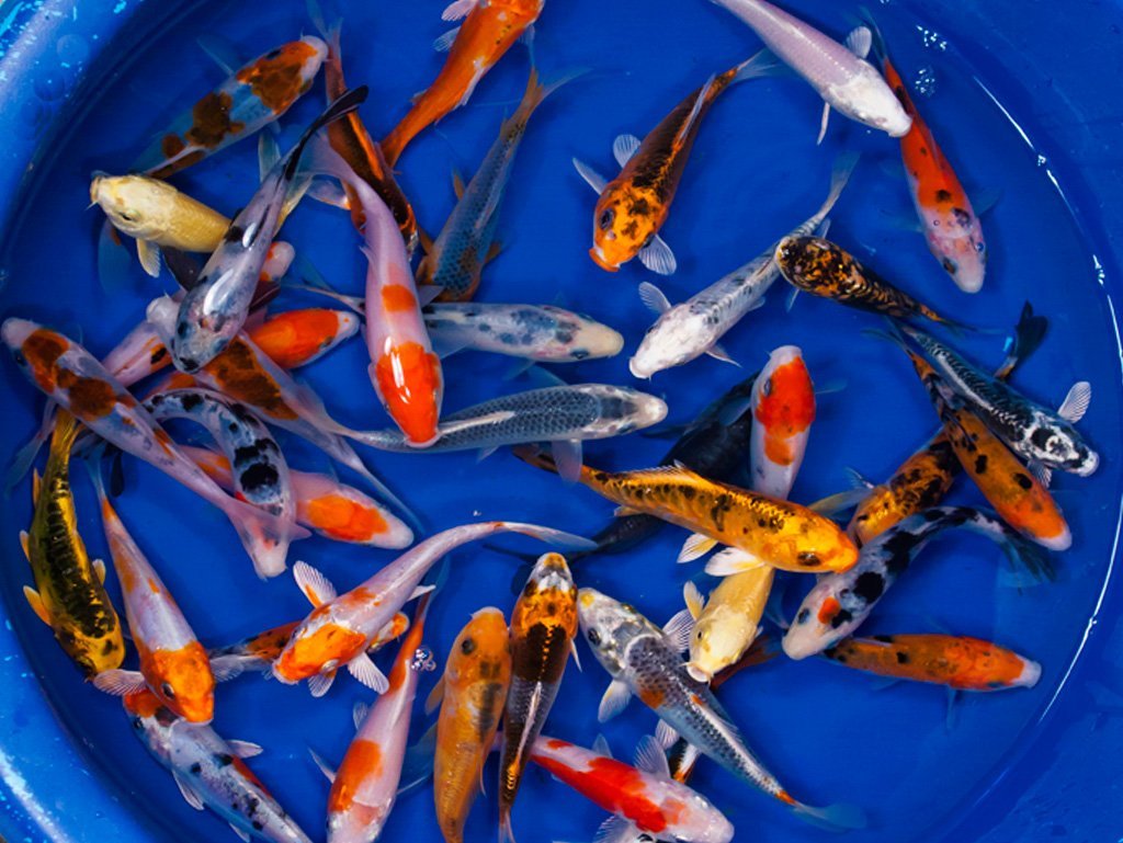 Live Koi Fish – 10-Lot Assorted A Grade Quality (3 -4 Inch) | Aquarium