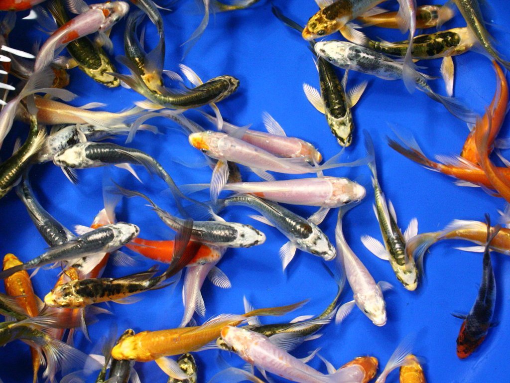 Live Koi Fish – 10-Lot Assorted Butterfly A Grade Quality (3 -4 Inch