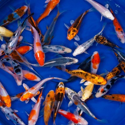 thumbnail image 2 of 25 Lot Assorted 2-4 Inch Standard Fin Live Koi Fish A-Quality For Pond - USA 2 of 4