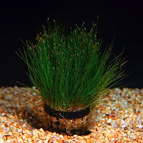 Potted Dwarf Hairgrass Aquarium Live Plant | Aquarium Plants
