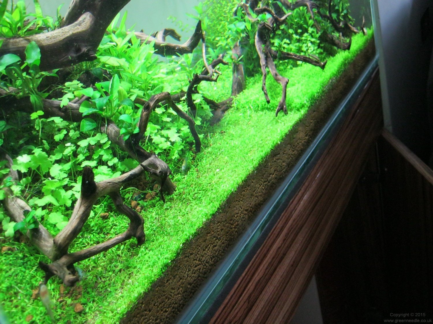 Potted Monte Carlo (Micranthemum) – Easy Carpet Aquarium | Aquarium Plants