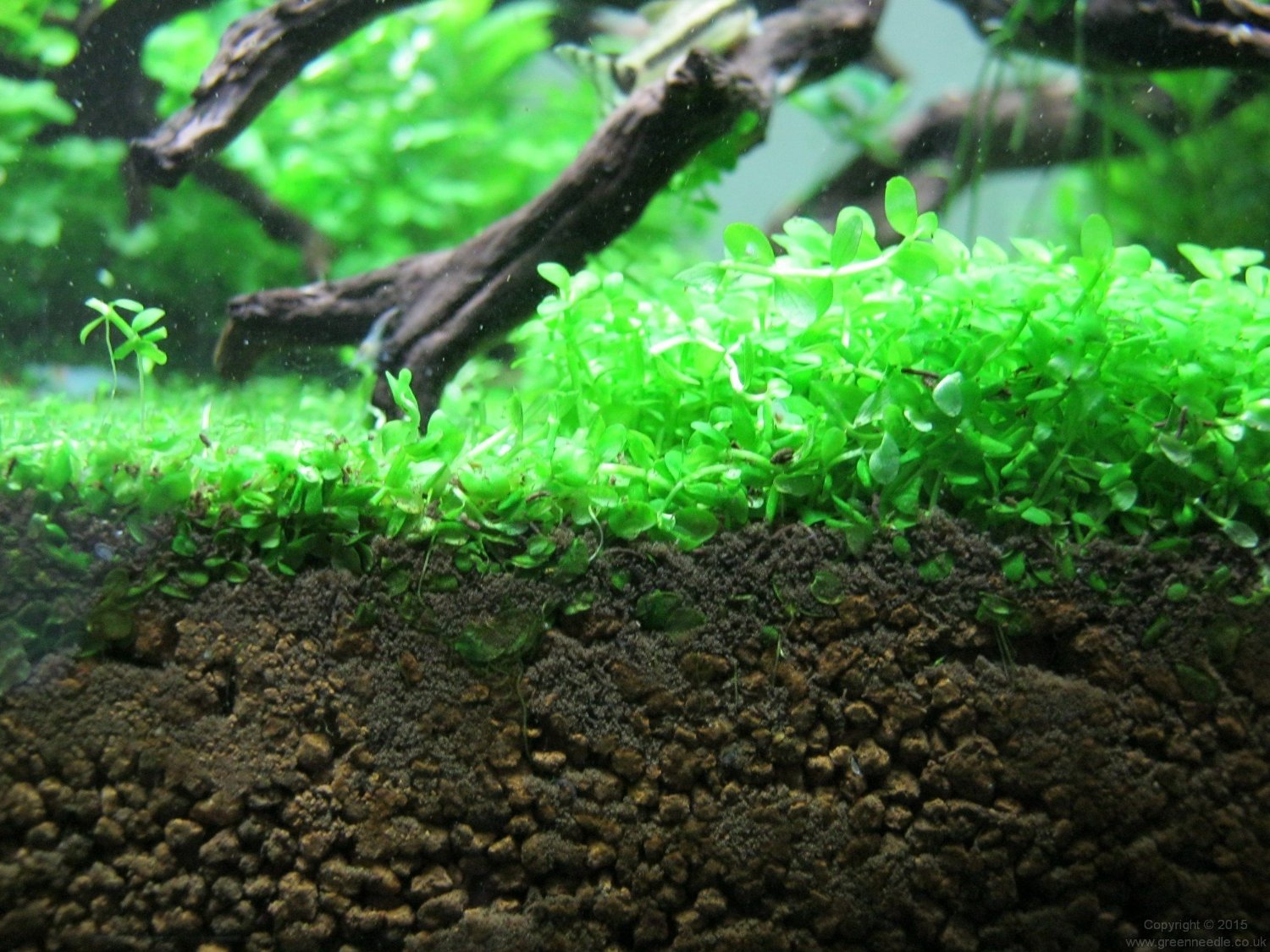 How To Make AquaTerrarium with Moss & Carpet Plant 