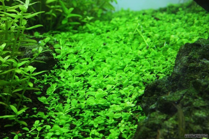 Lobelia CardinalisLive Aquarium Freshwater Foreground Plants Java Moss Fern 