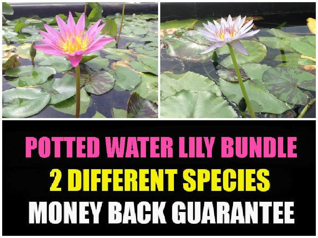 Potted Tropical Water Lily Bundle Water Garden Live Pond Plant