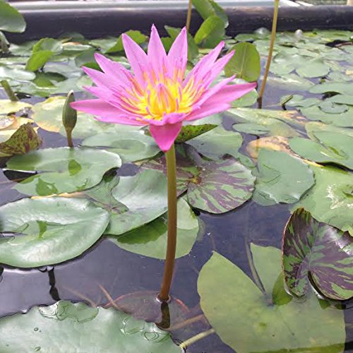 potted-tropical-water-lily-bundle-water-garden-live-pond-plant