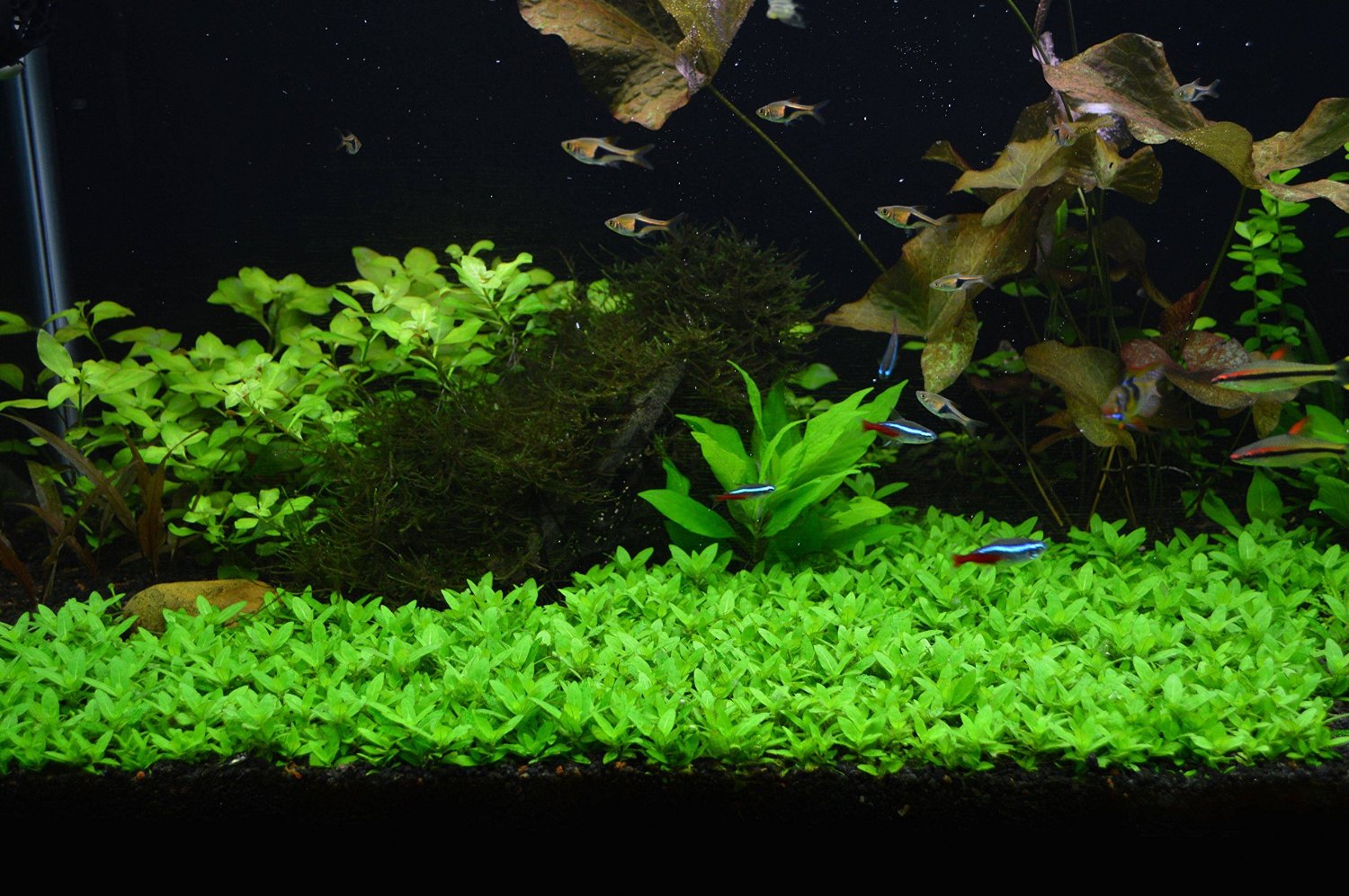 Staurogyne Repens - Staurogyne Repens ForegrounD Carpet Aquarium Plant B014UR87JY 3