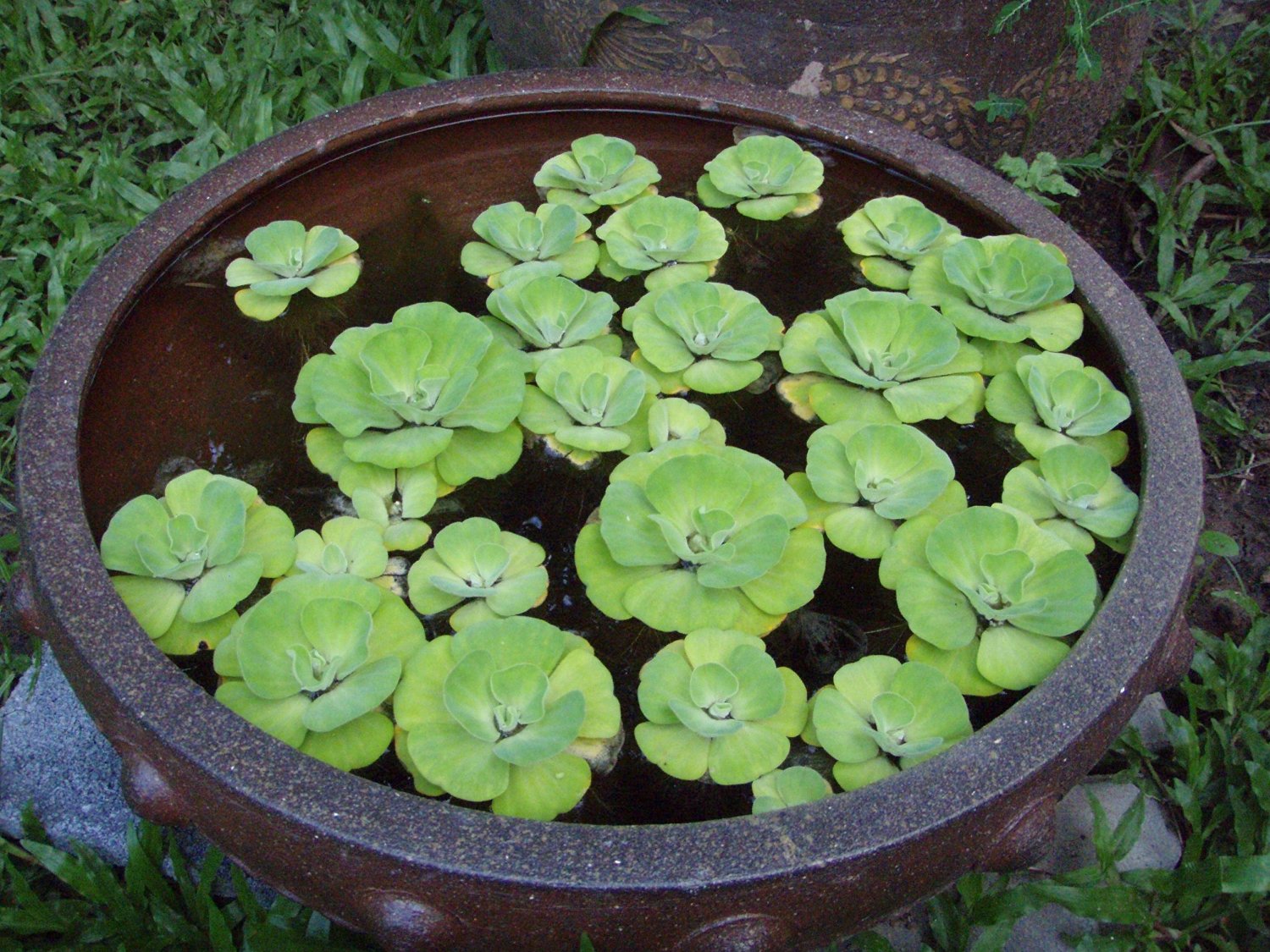 Live Plants Ponds