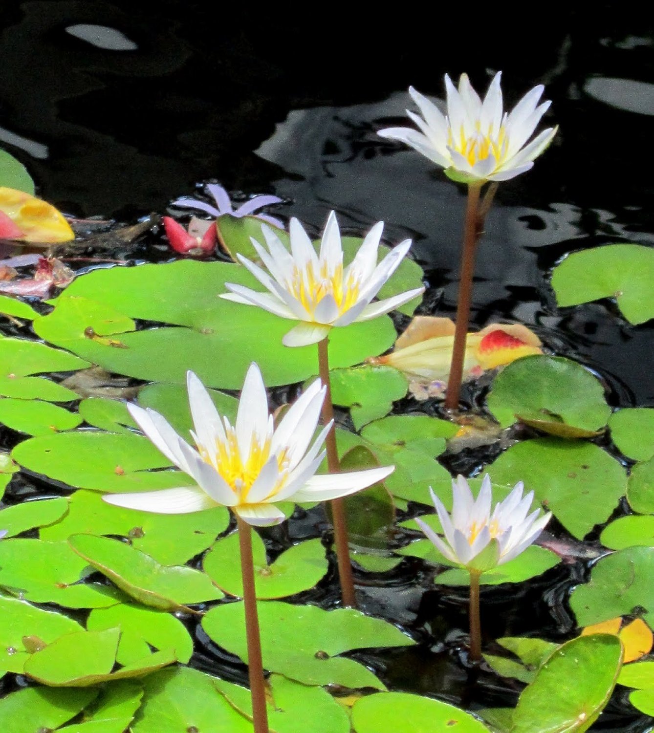 white-tropical-water-lily-water-garden-live-pond-plant-aquarium-plants